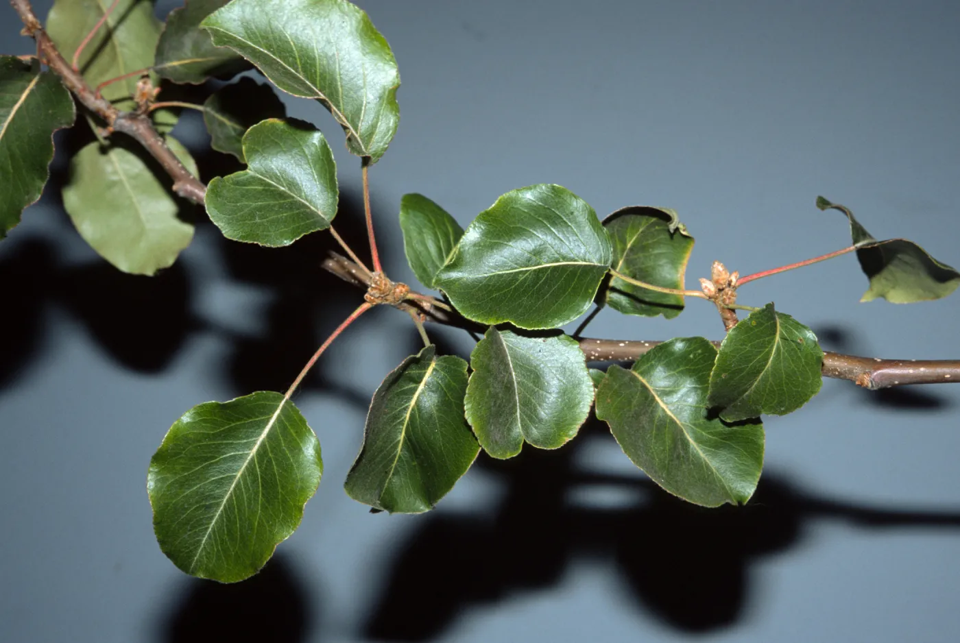 Pyrus calleryana