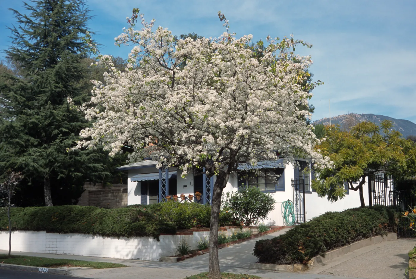 Pyrus kawakamii
