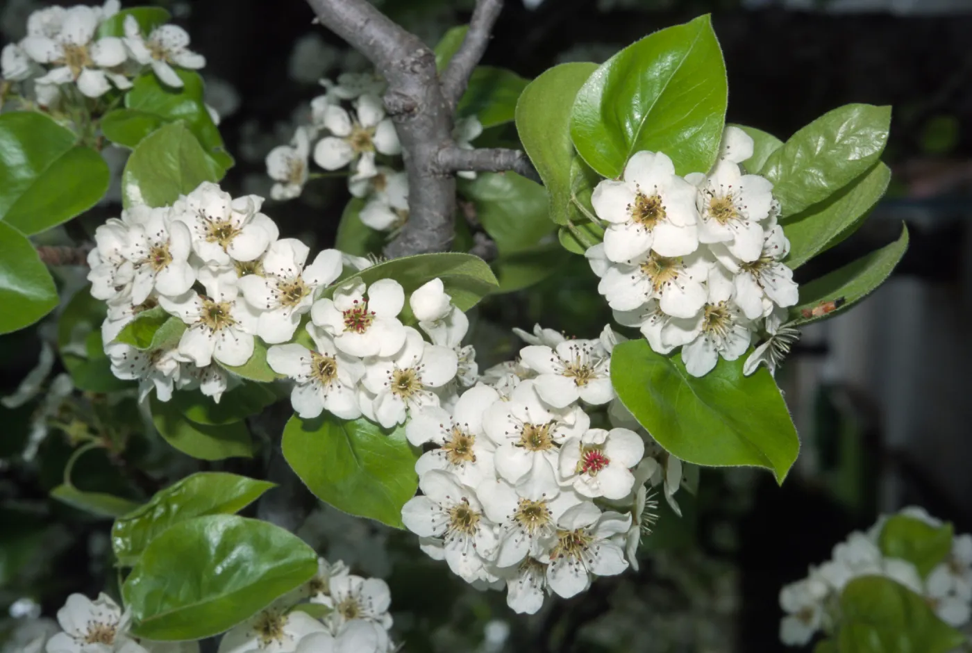 Pyrus kawakamii