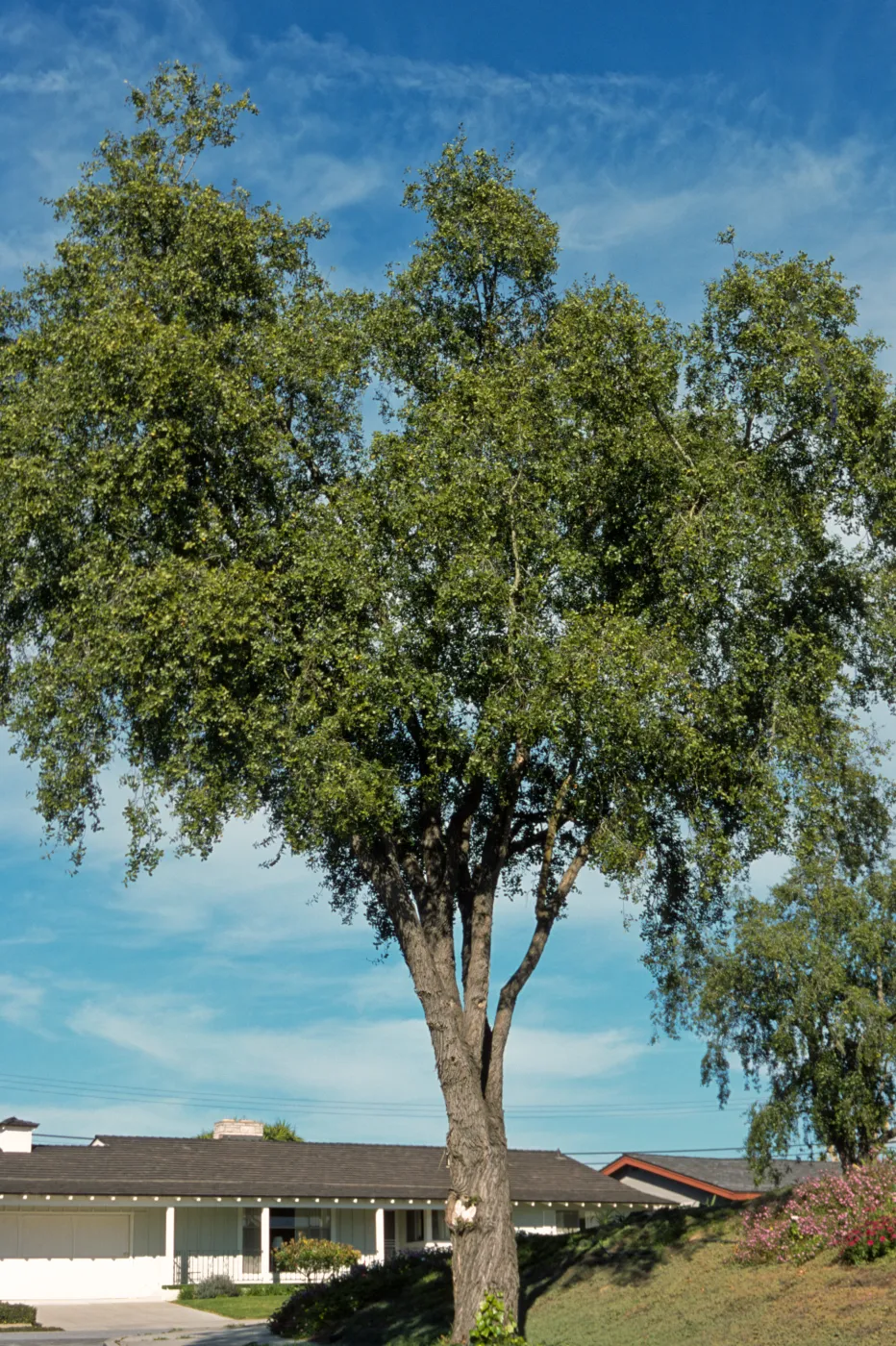 Quillaja saponaria