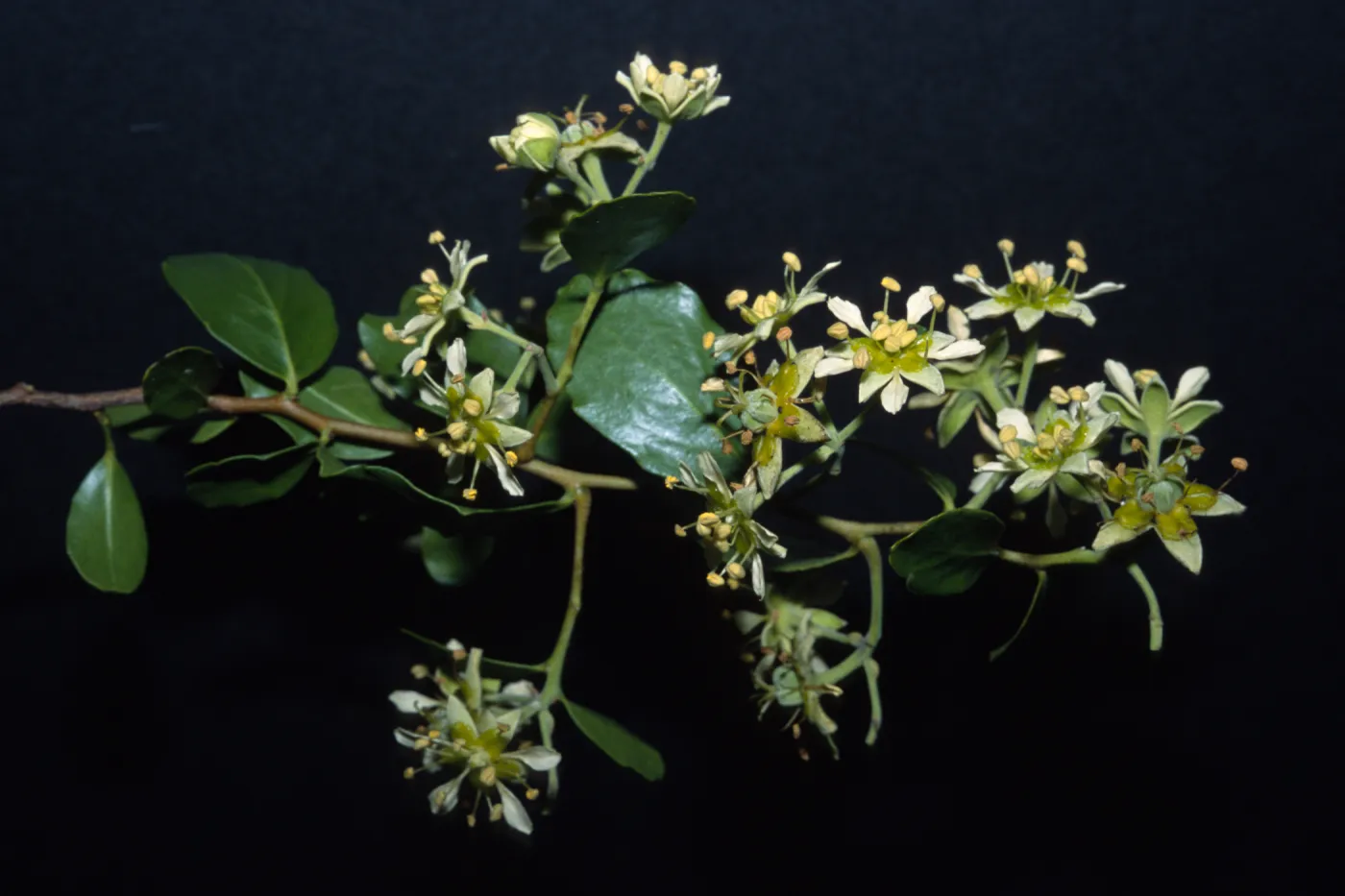 Quillaja saponaria