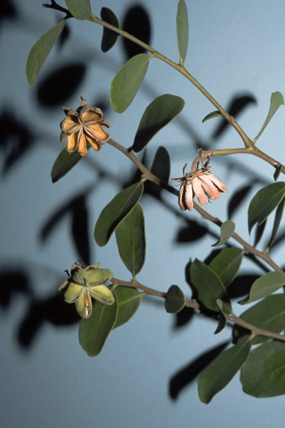 Quillaja saponaria