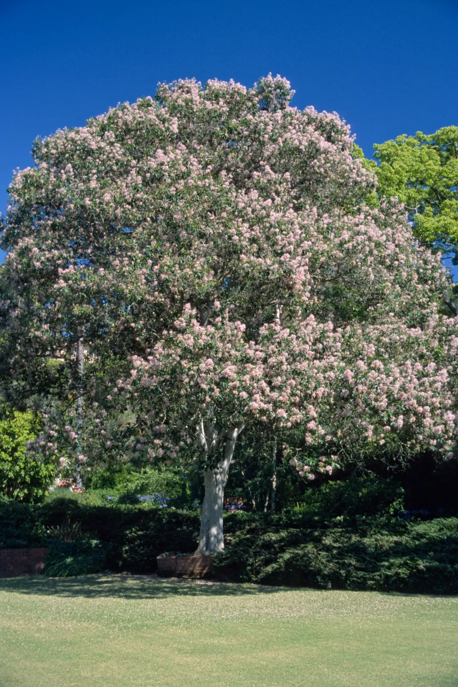 Calodendrum capense