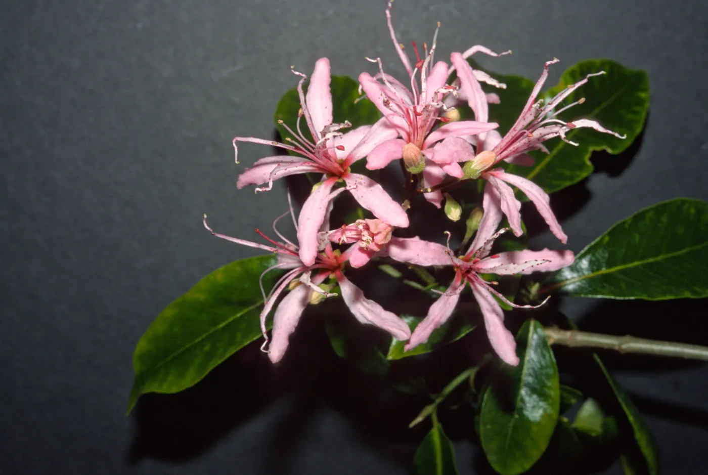 Calodendrum capense