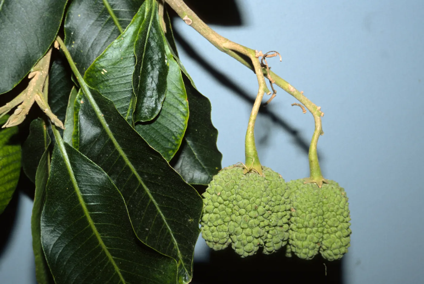 Calodendrum capense