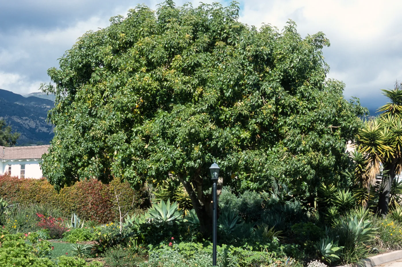 Casimiroa edulis