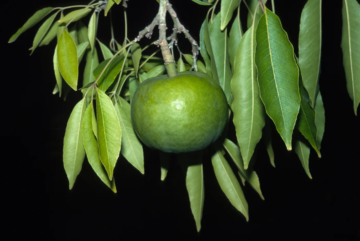 Casimiroa edulis