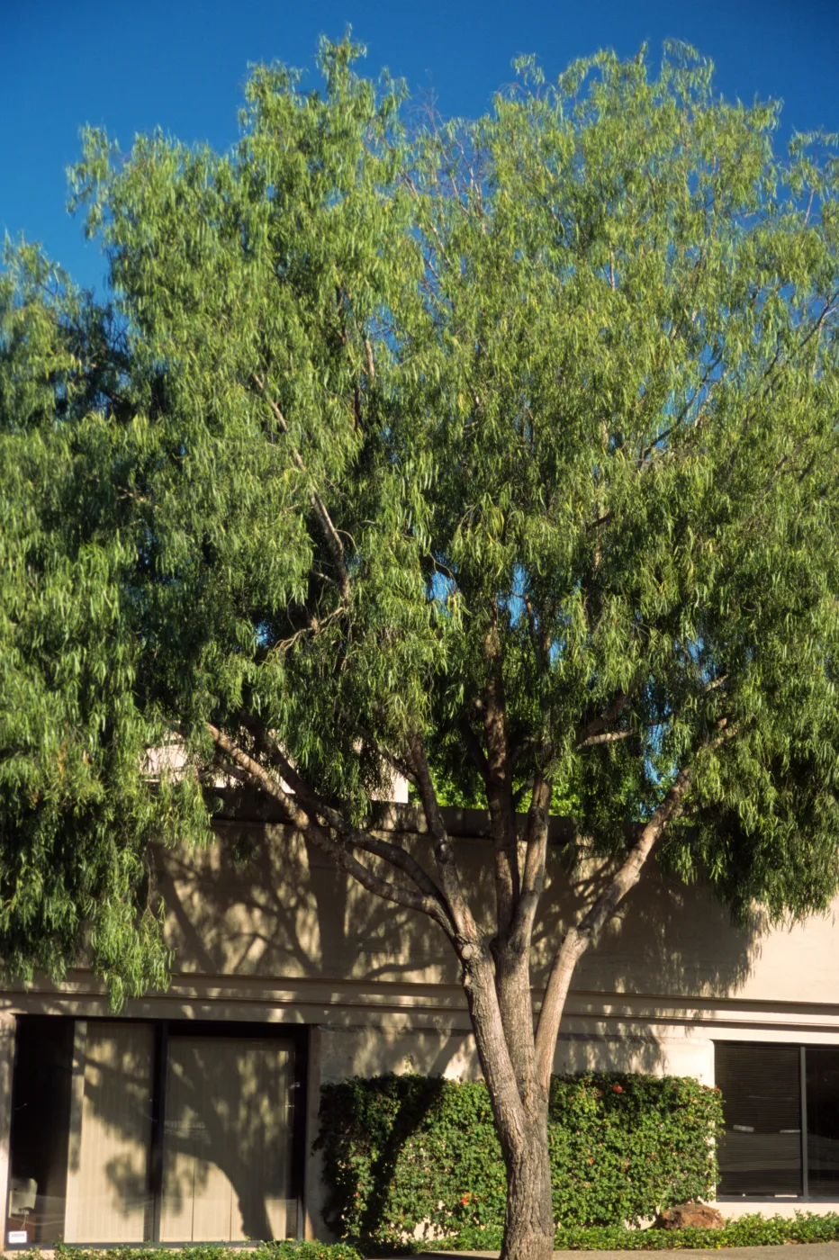 Geijera parviflora