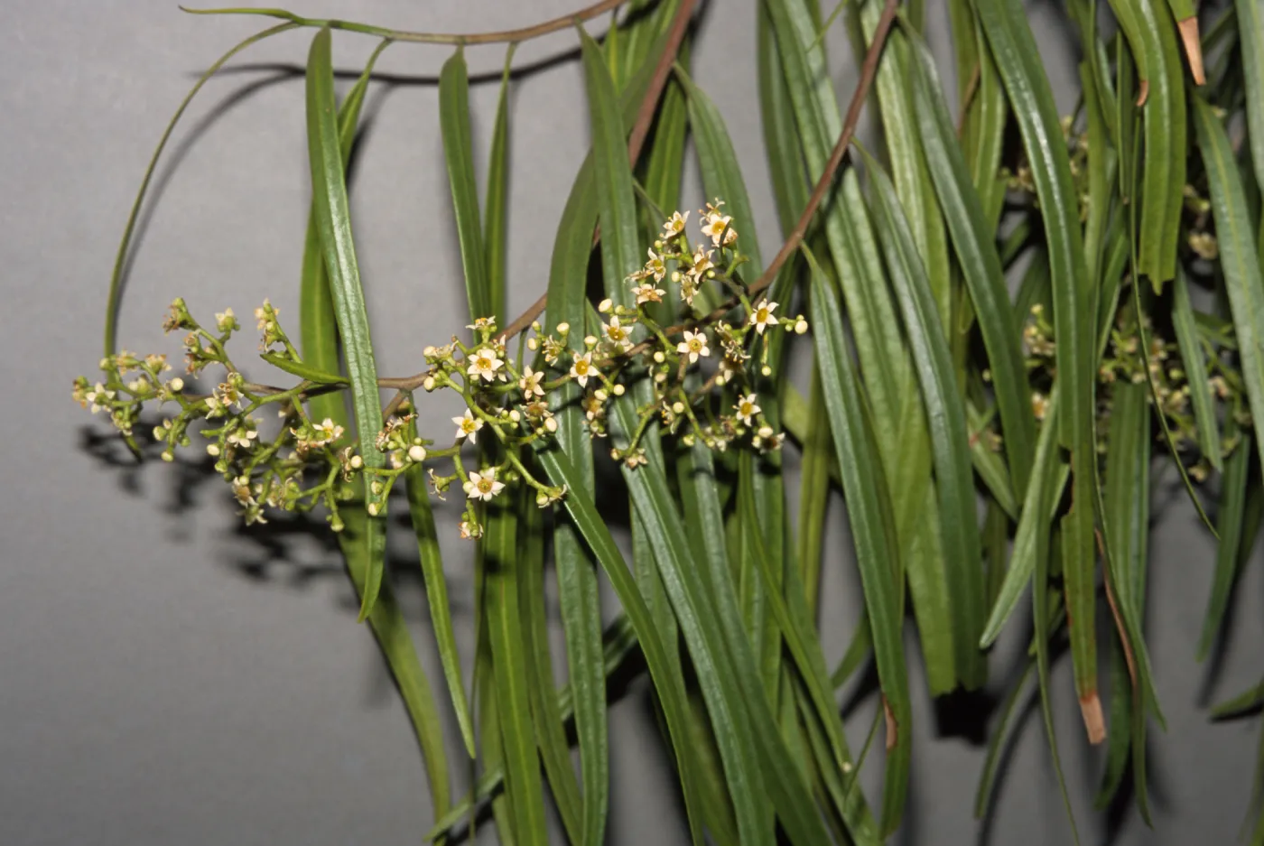 Geijera parviflora