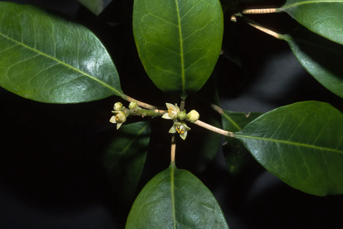 Sarcomelicope simplicifolia
