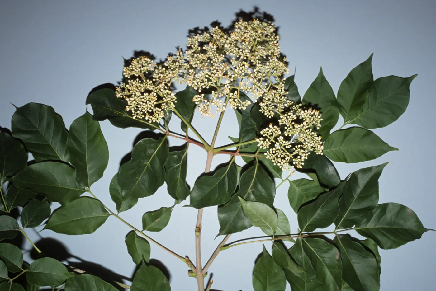 Tetradium daniellii