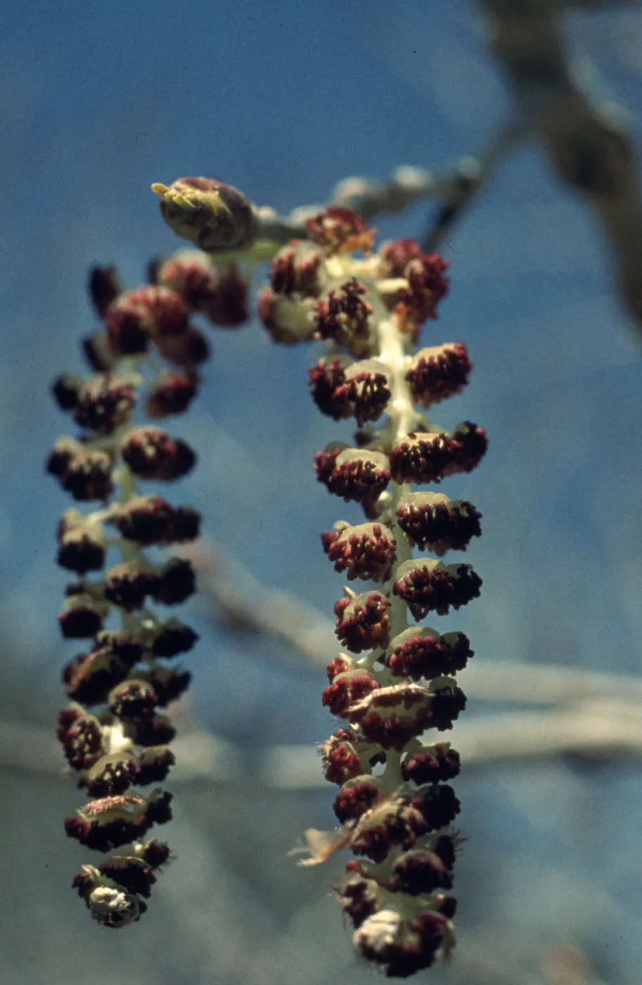 Populus balsamifera ssp. trichocarpa
