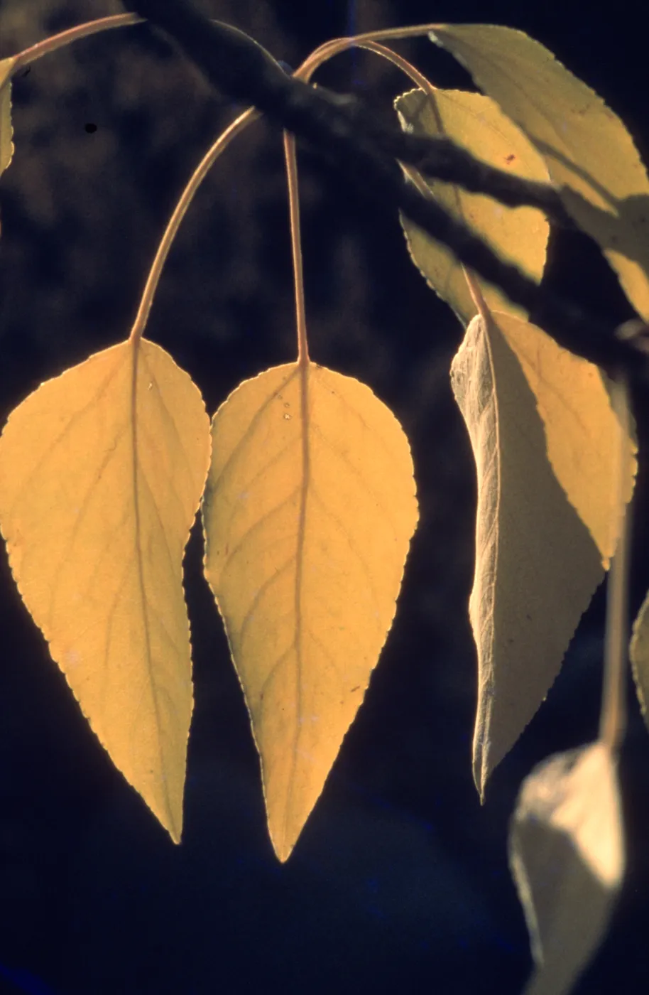Populus balsamifera ssp. trichocarpa