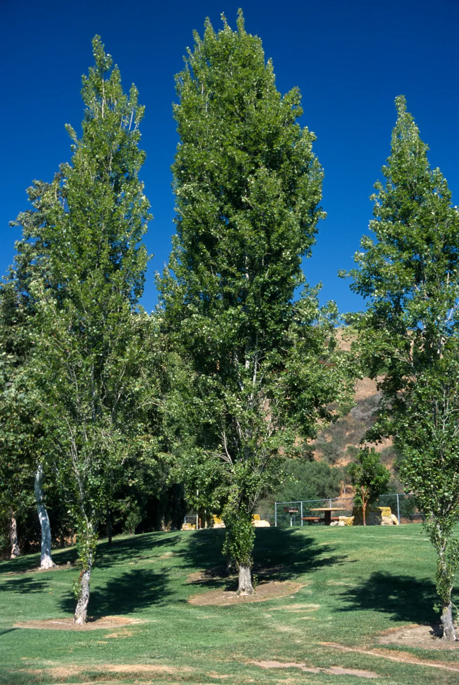 Populus nigra 'Italica'