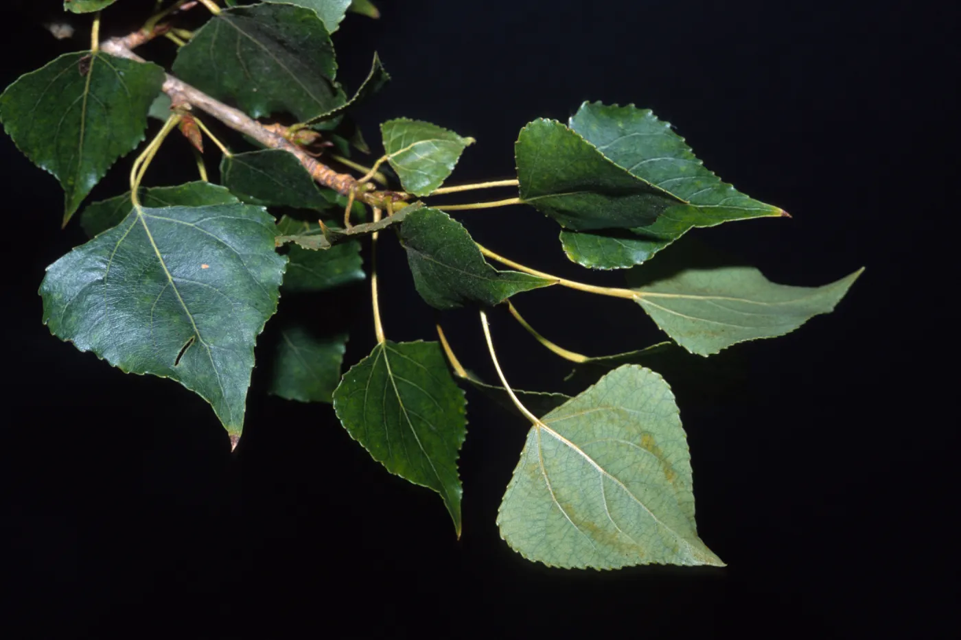 Populus nigra 'Italica'