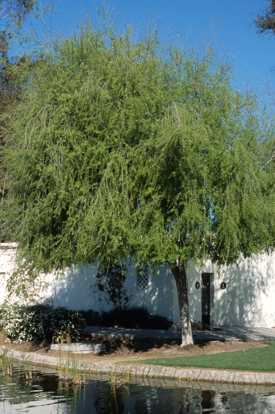 Salix babylonica