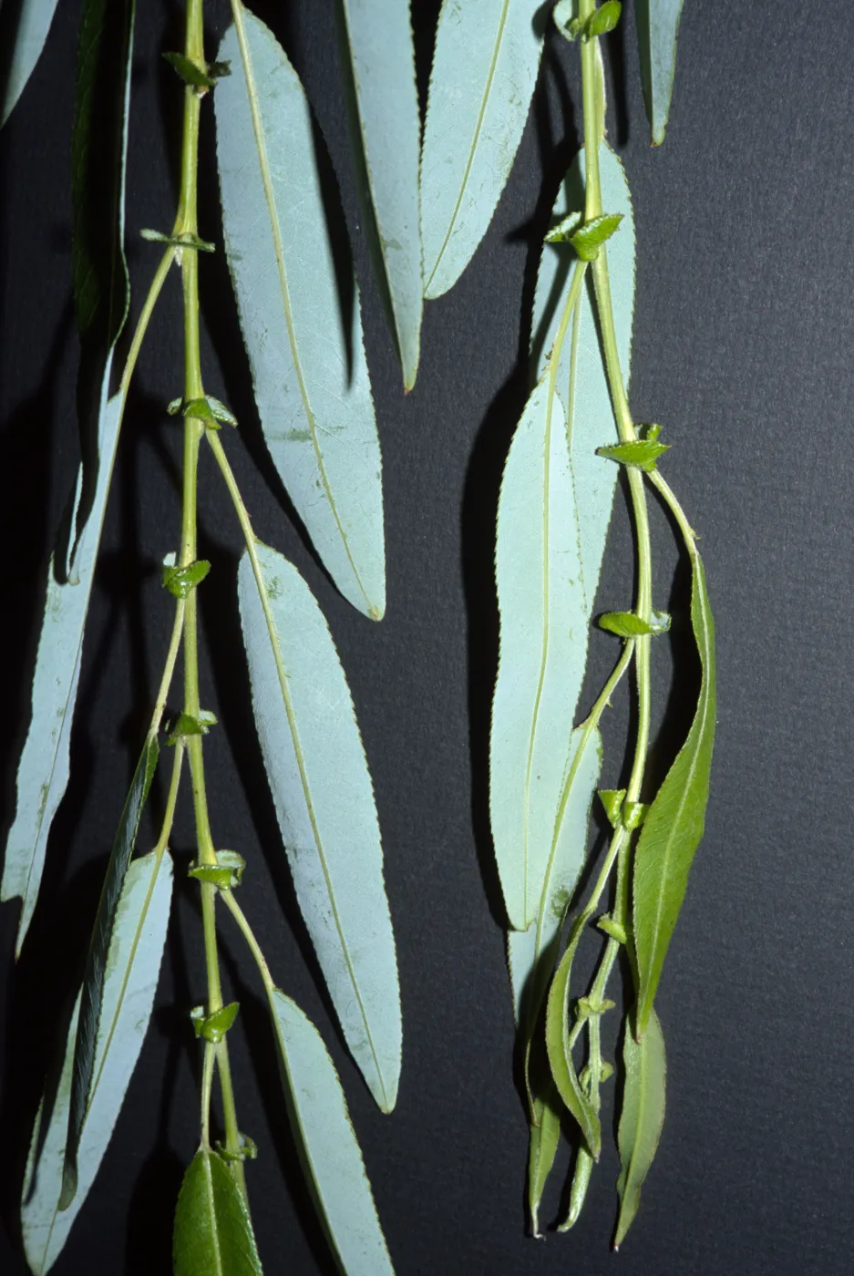 Salix babylonica
