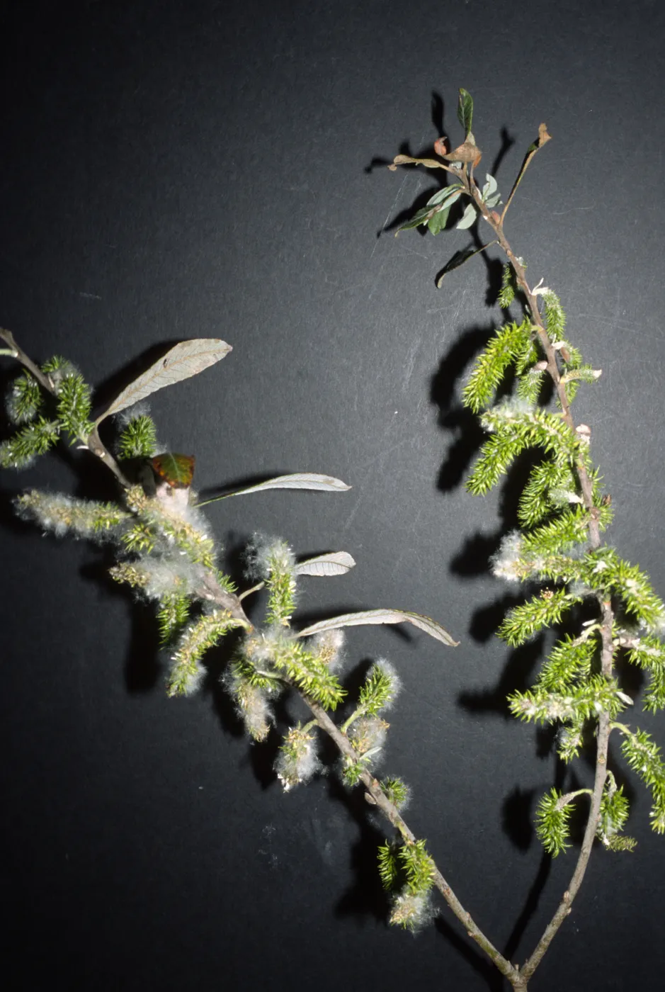 Salix lasiolepis