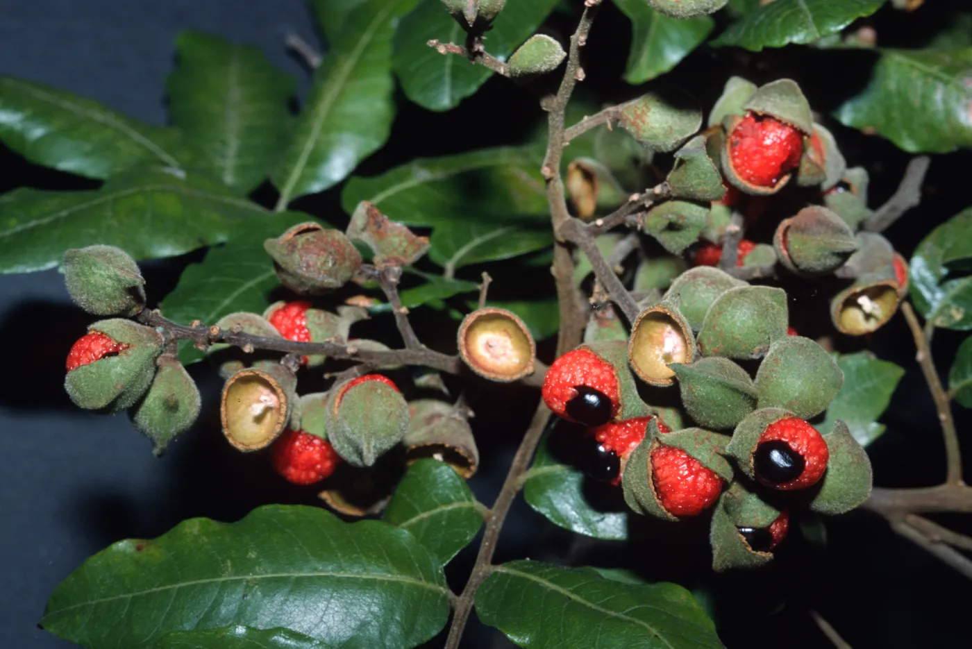 Alectryon excelsus