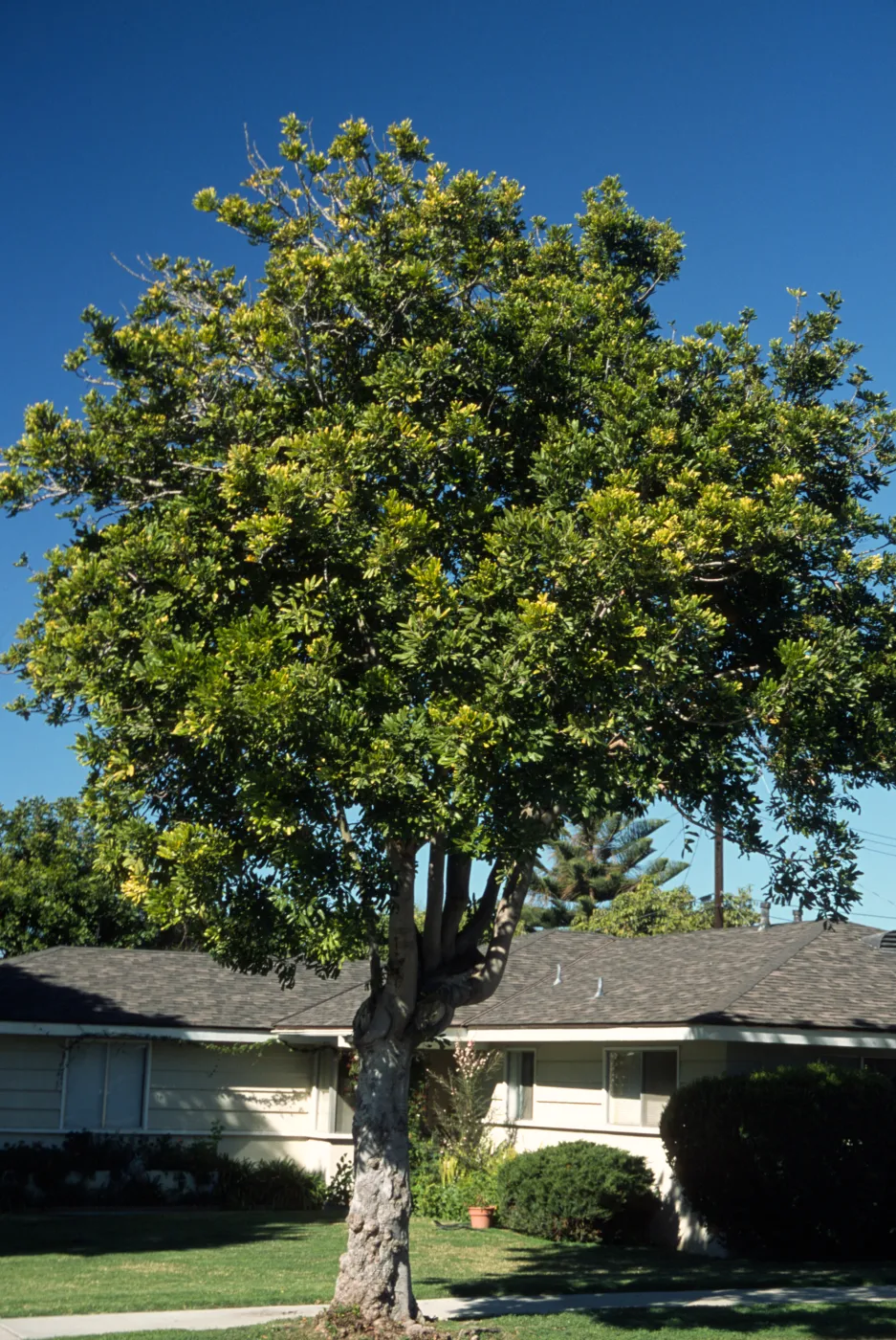 Cupaniopsis anacardioides