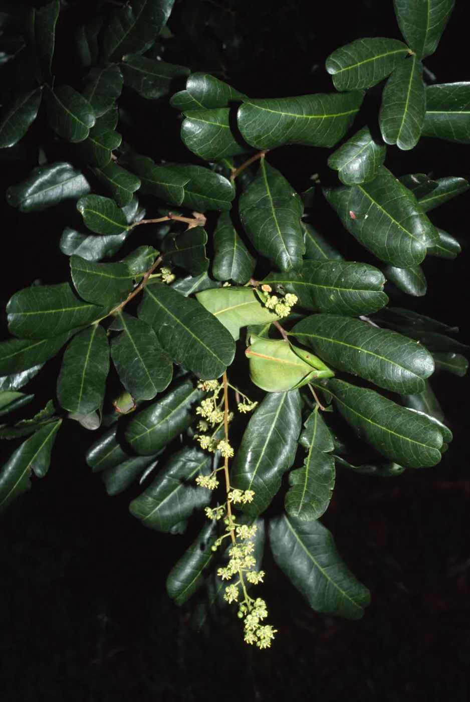 Cupaniopsis anacardioides