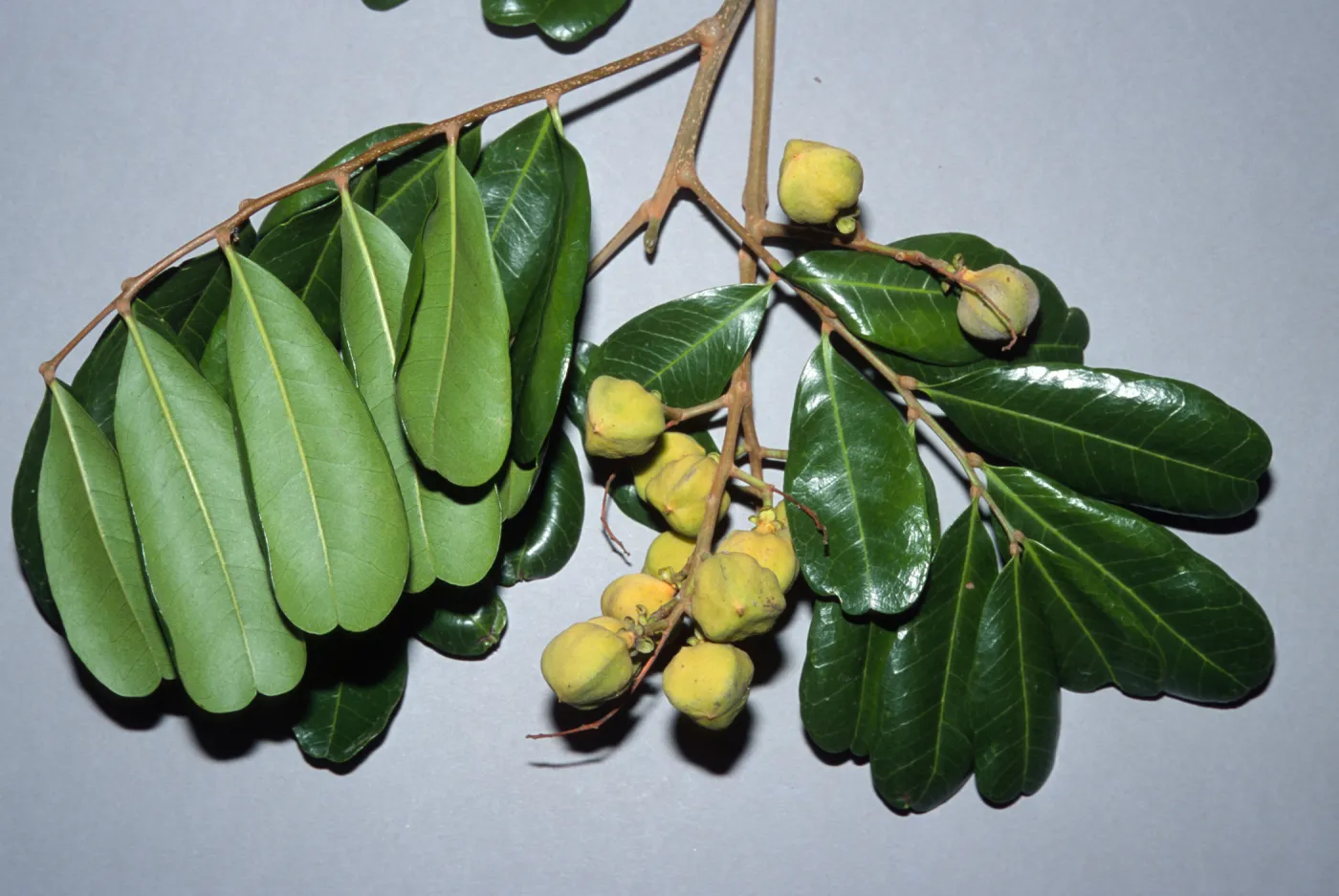 Cupaniopsis anacardioides