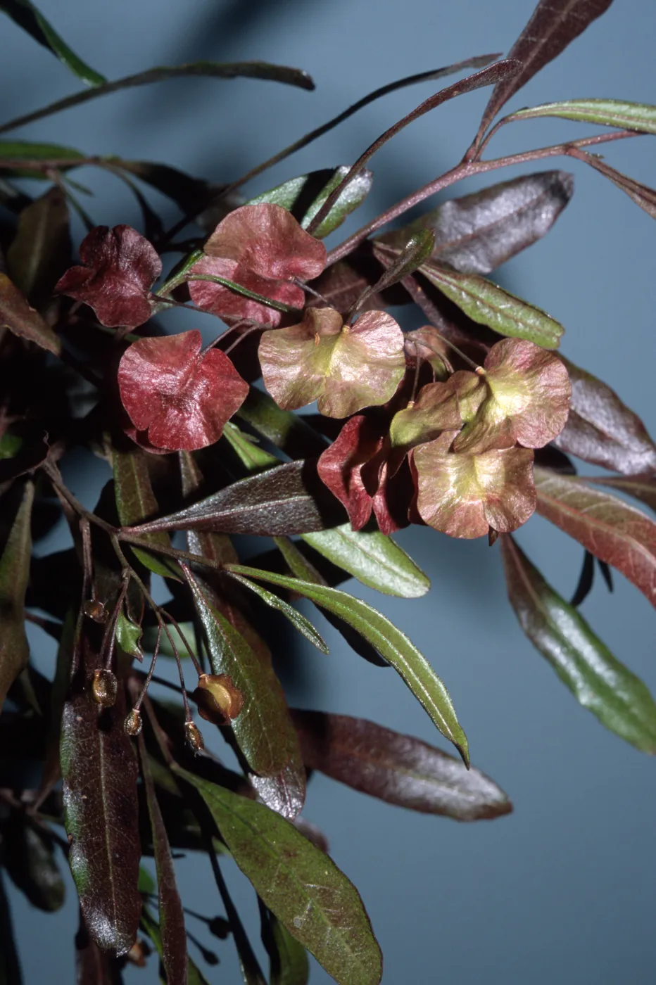 Dodonaea viscosa 'Purpurea'