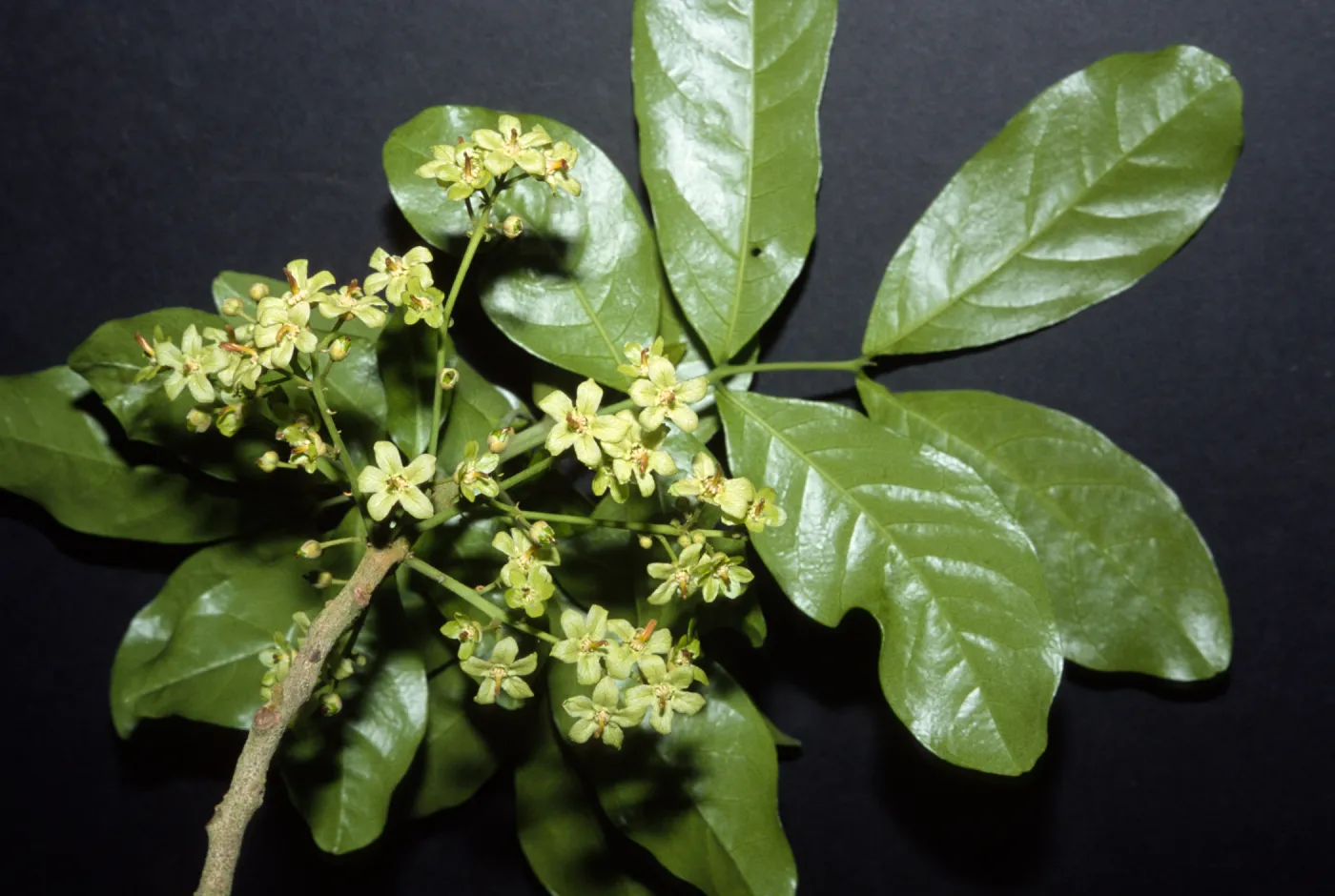 Harpullia arborea