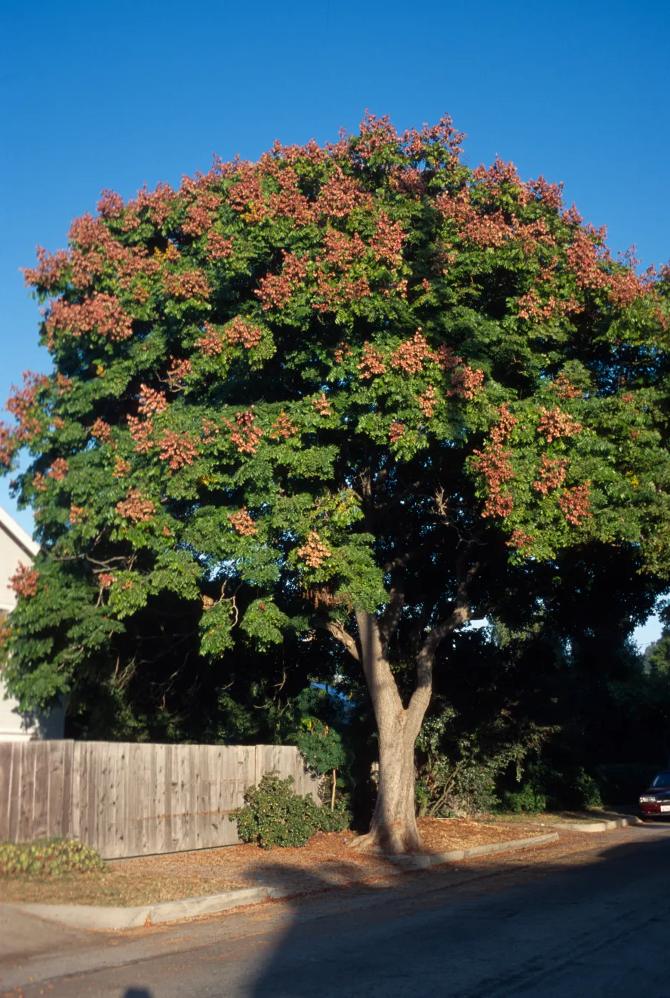 Koelreuteria bipinnata