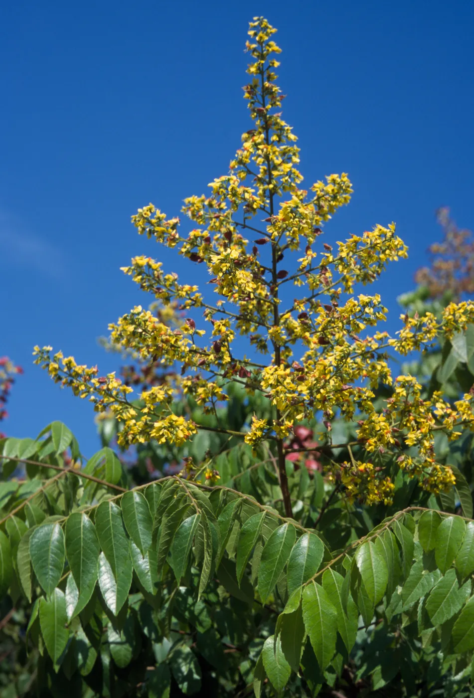 Koelreuteria bipinnata