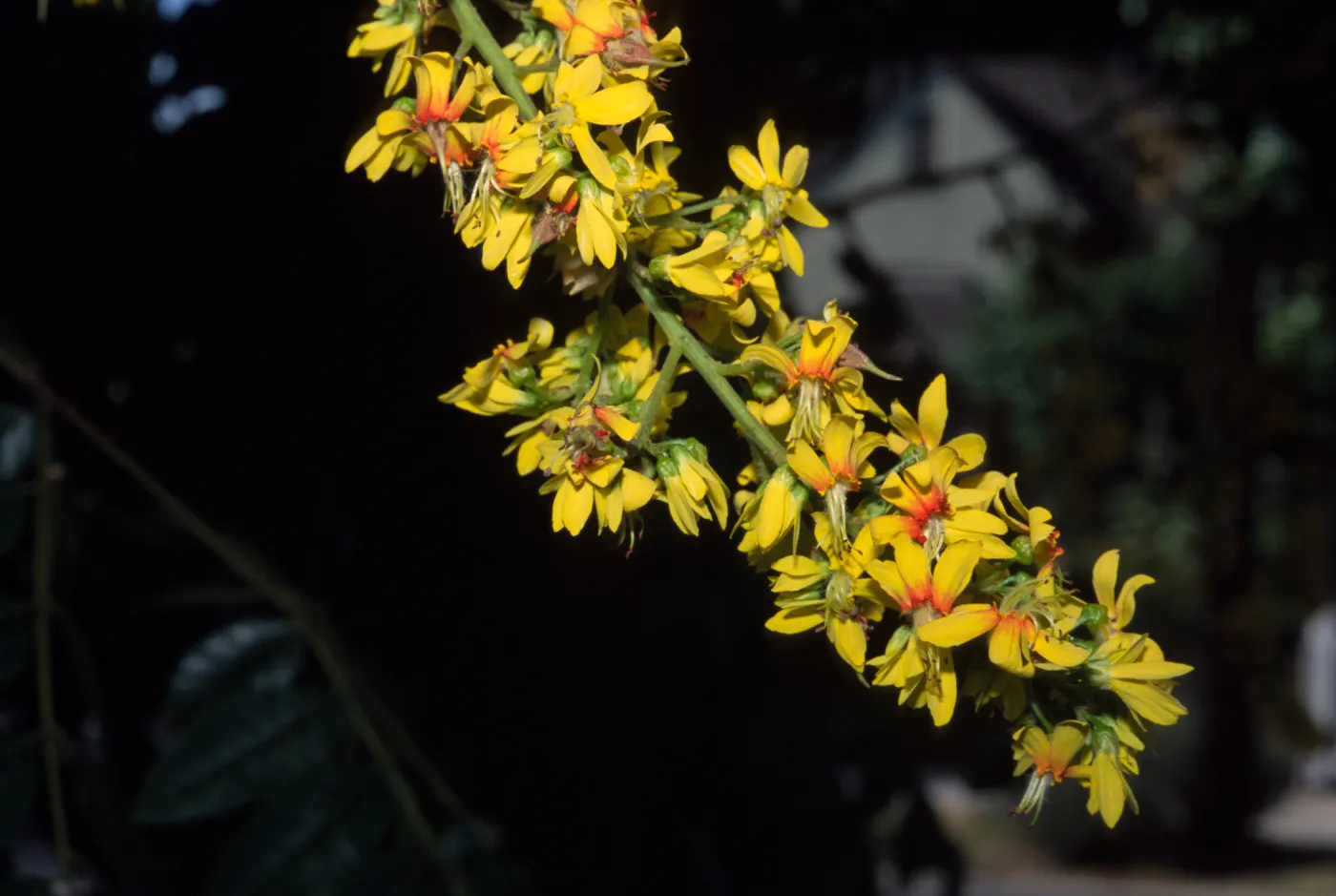 Koelreuteria bipinnata