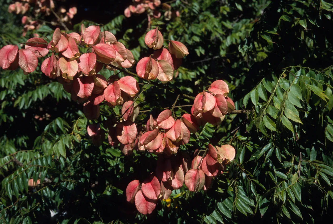 Koelreuteria bipinnata