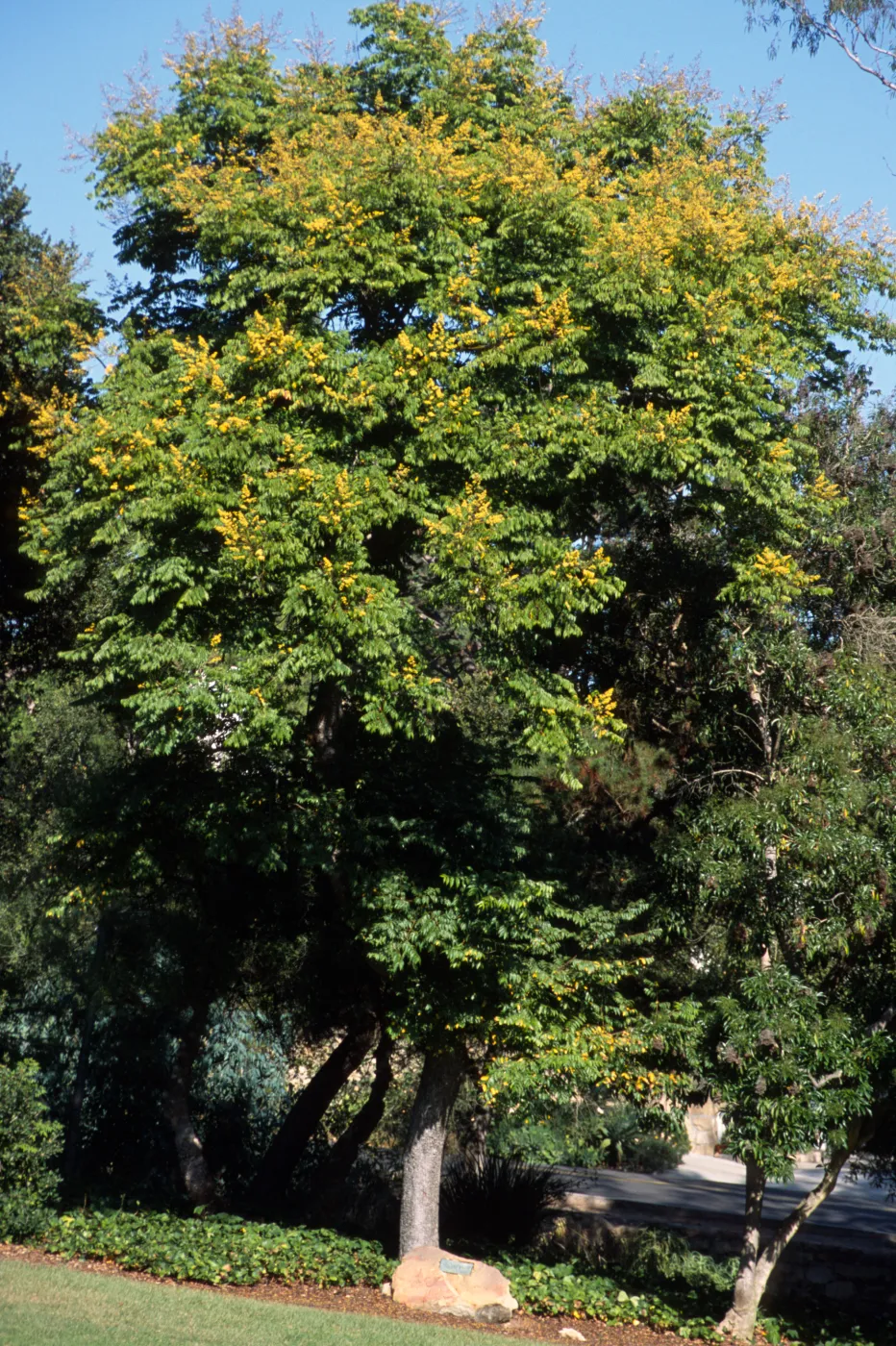 Koelreuteria elegans