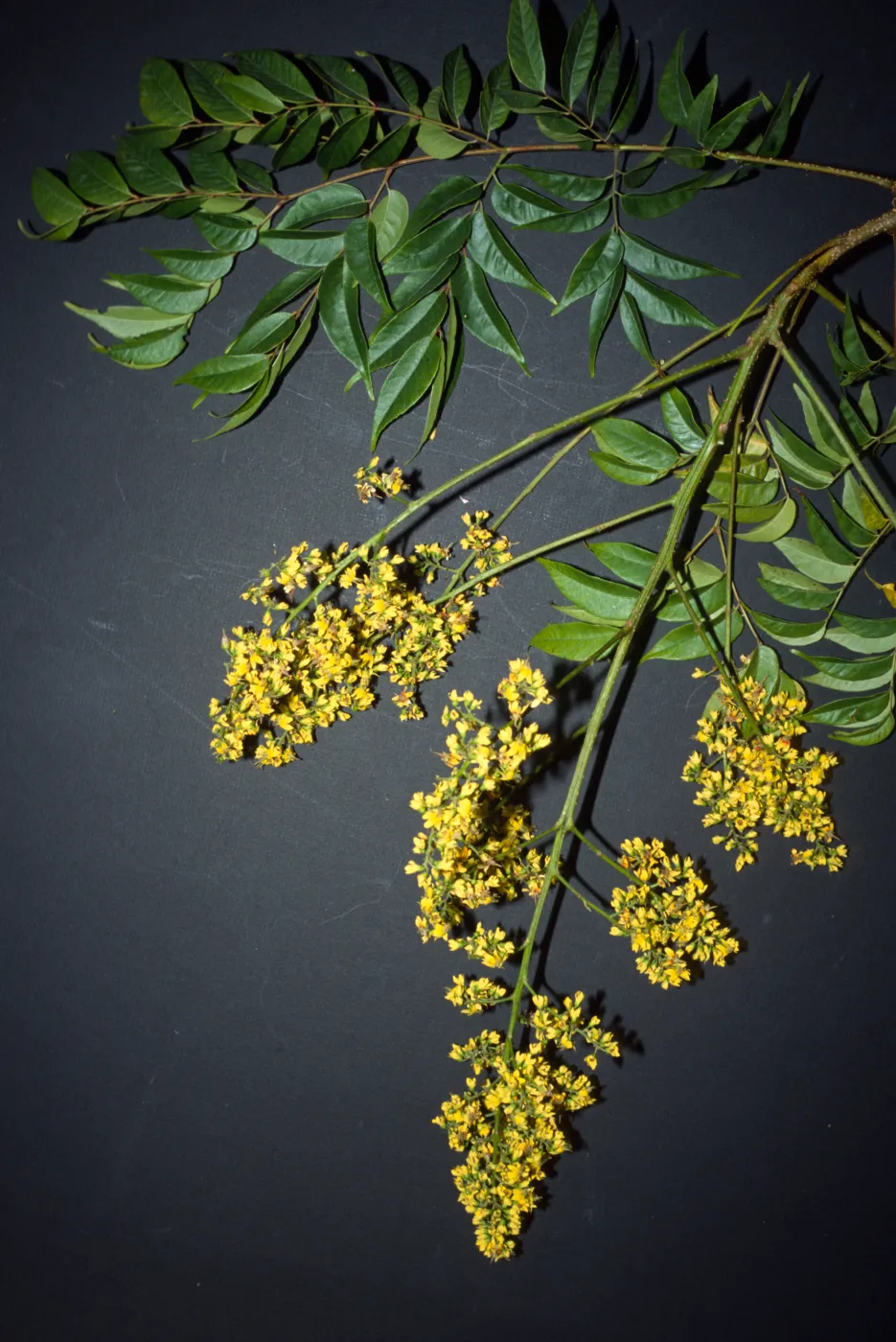 Koelreuteria elegans