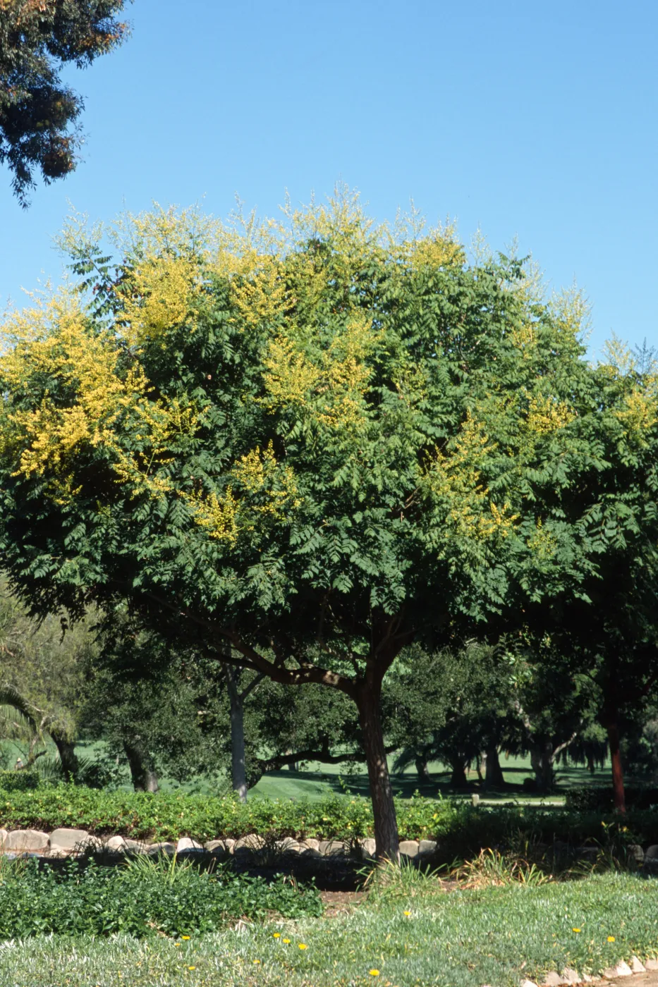 Koelreuteria paniculata