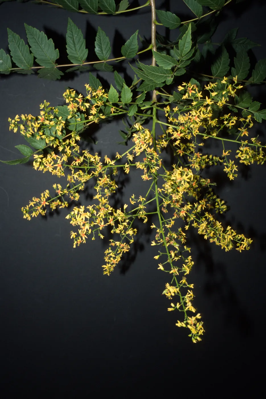 Koelreuteria paniculata