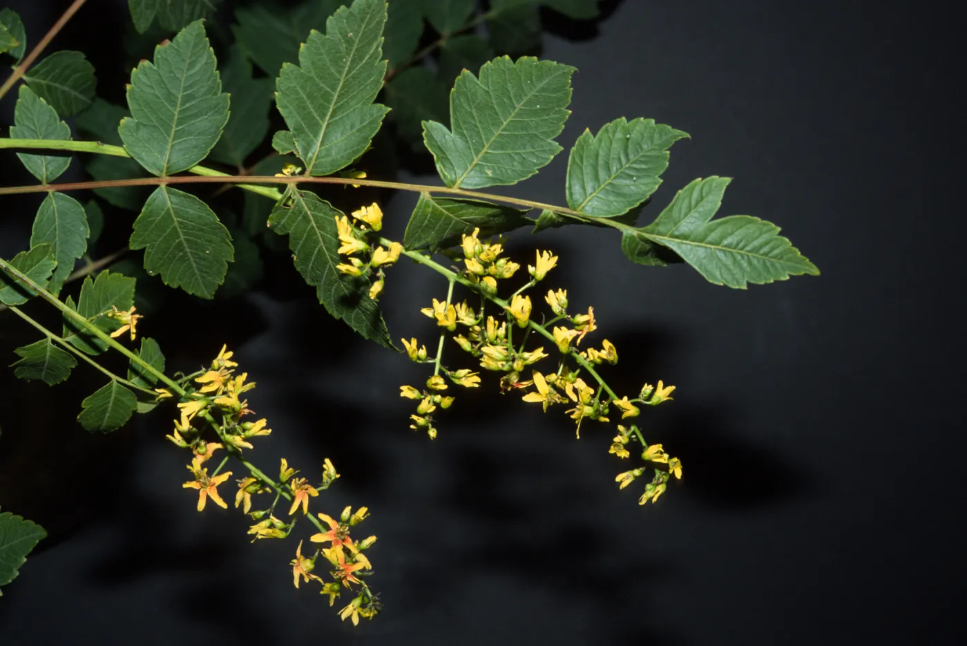 Koelreuteria paniculata