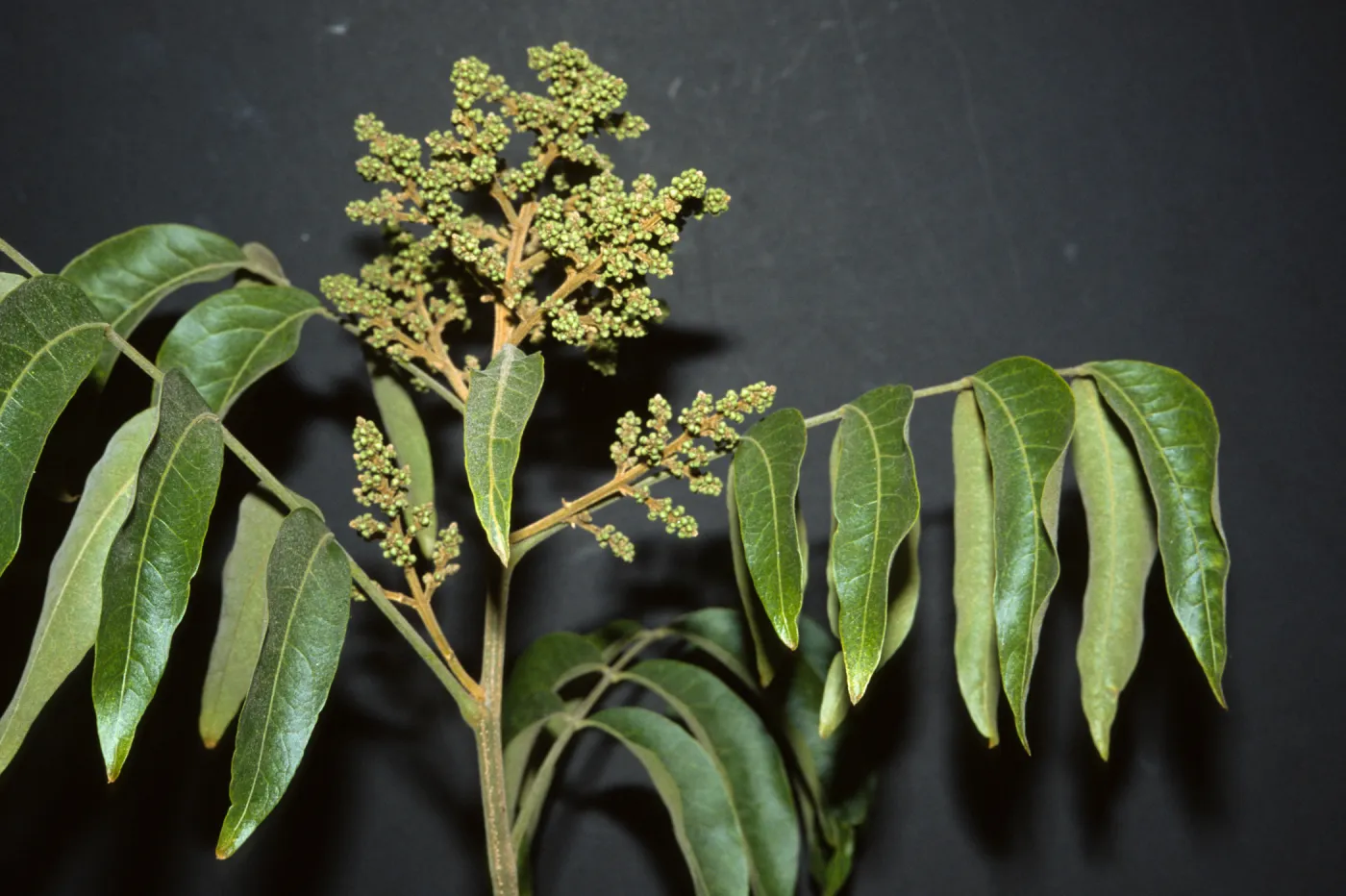 Sapindus saponaria