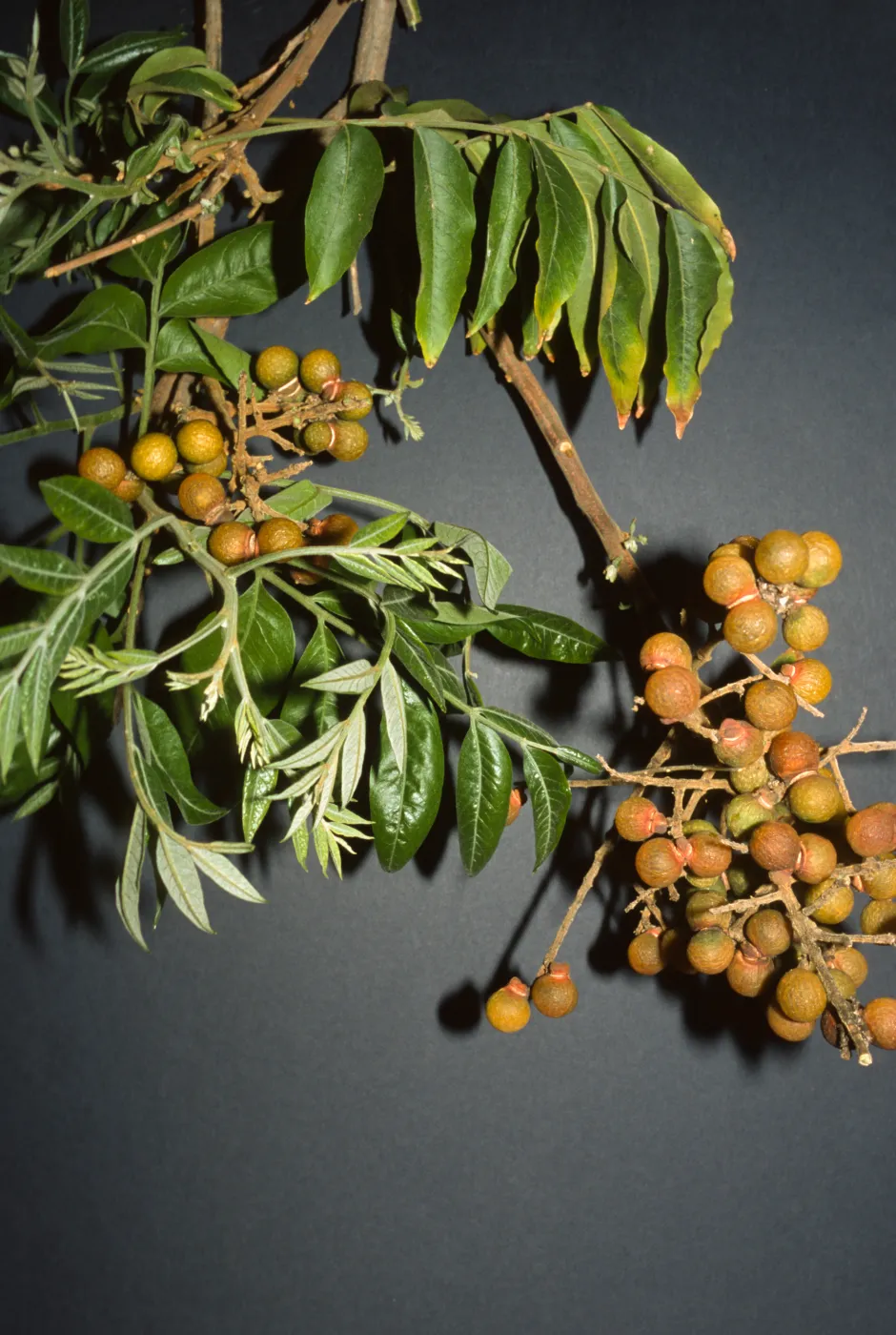 Sapindus saponaria