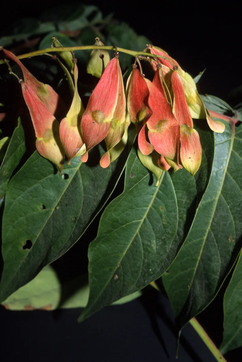 Ailanthus altissima