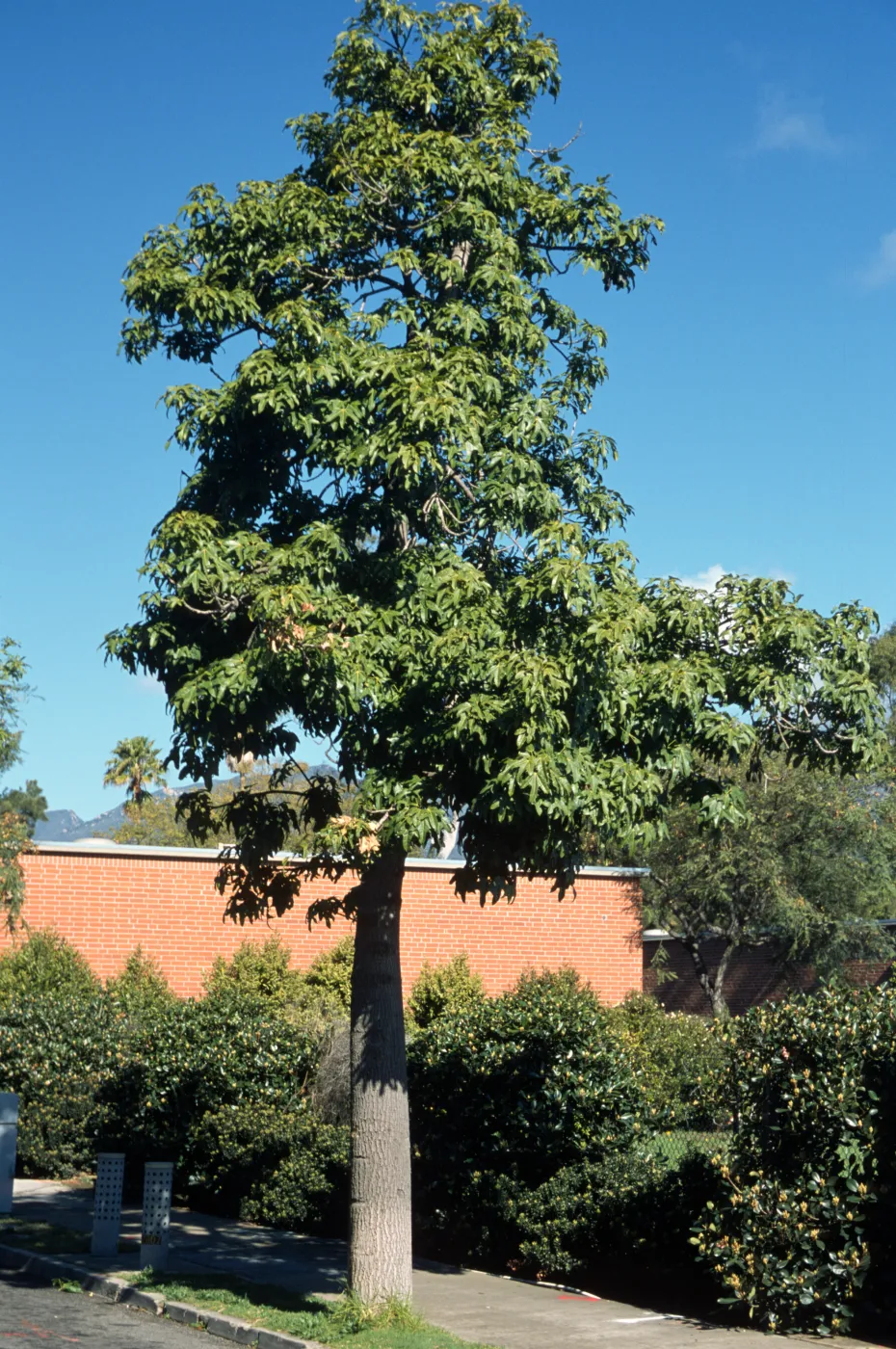Brachychiton acerifolius