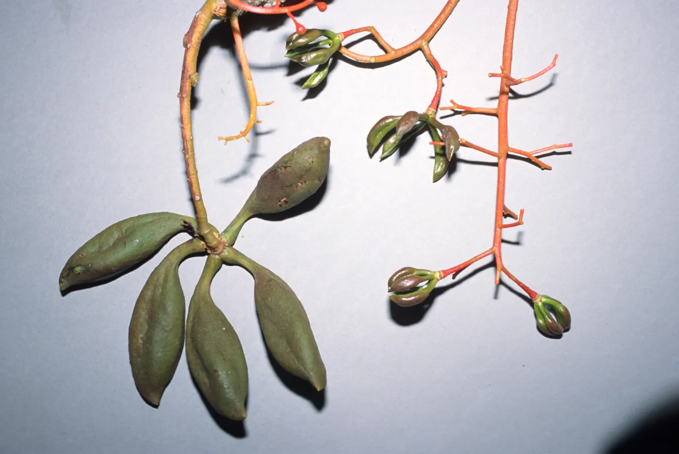Brachychiton acerifolius