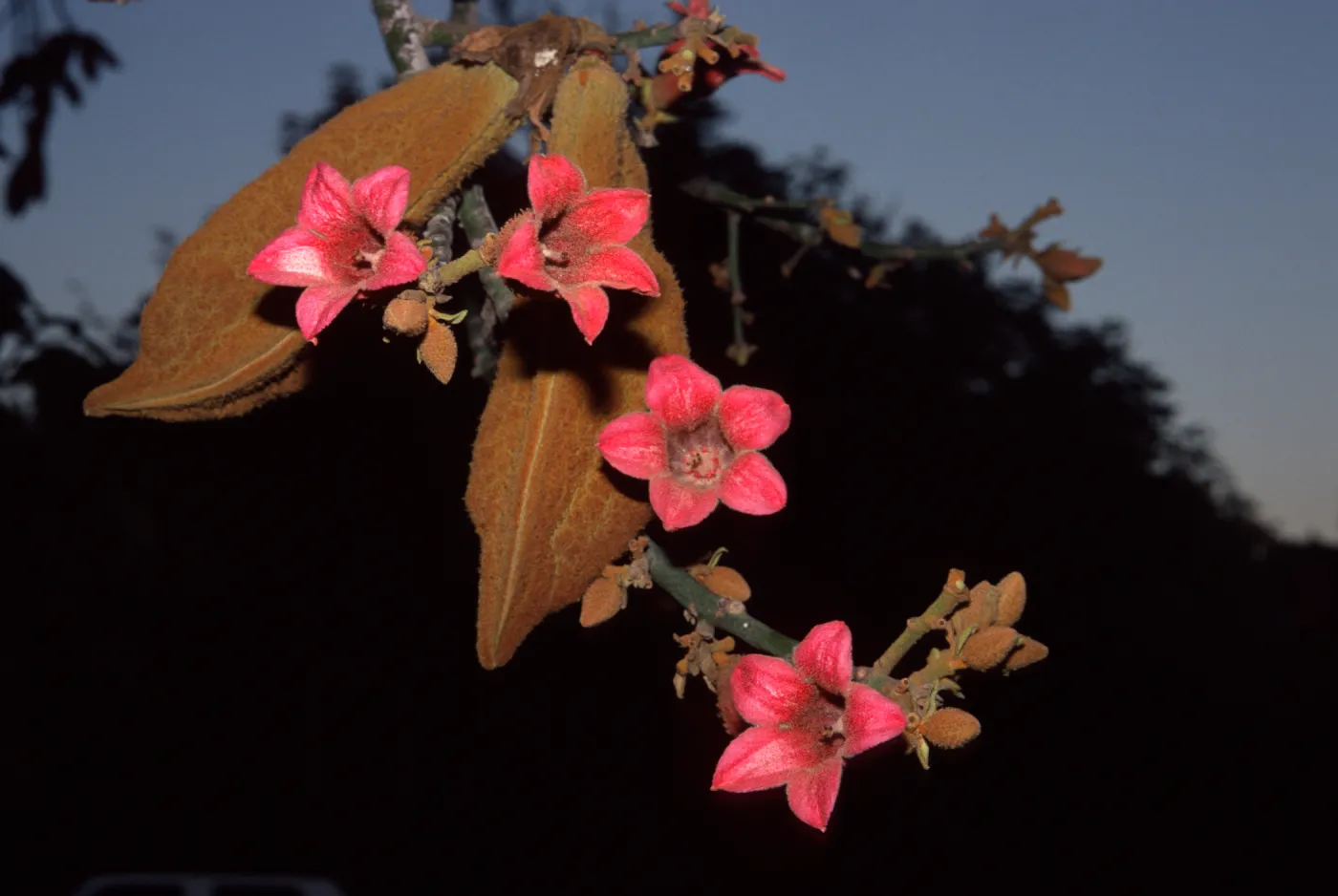 Brachychiton discolor