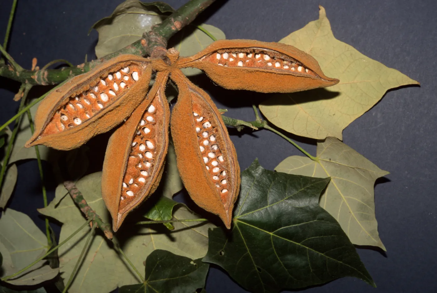 Brachychiton discolor