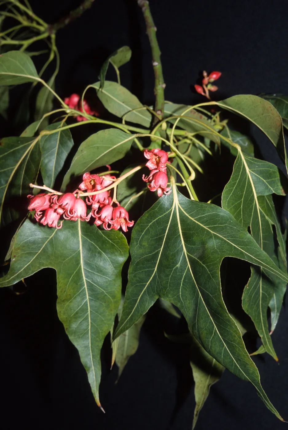 Brachychiton populneus x occidentalis 