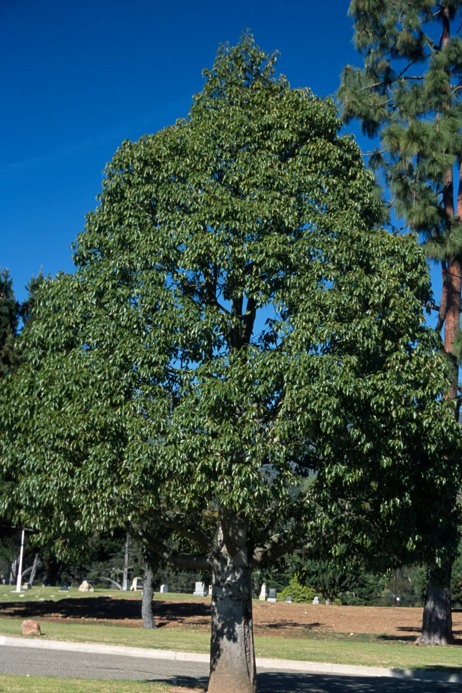 Brachychiton populneus
