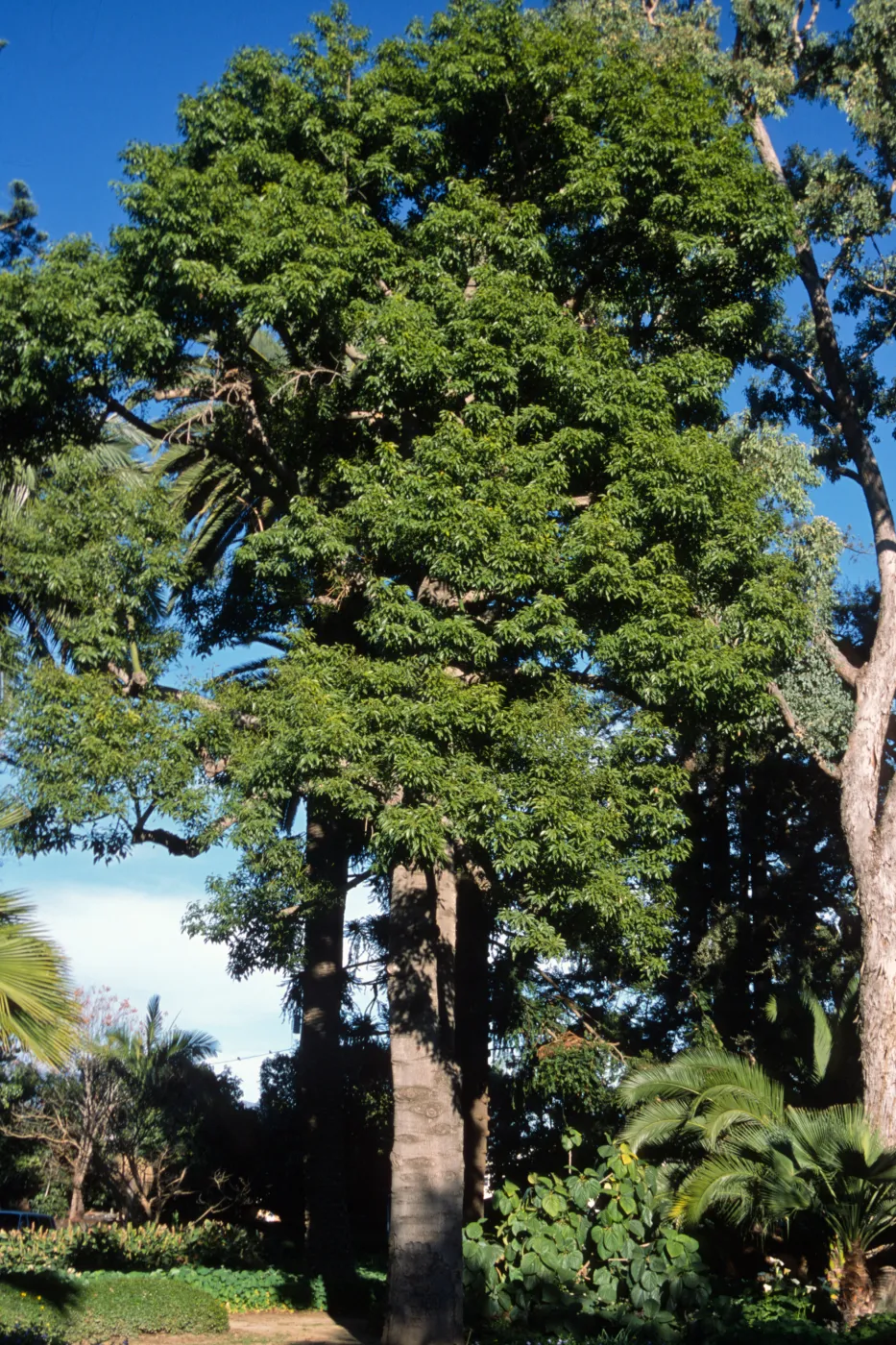 Brachychiton x roseus