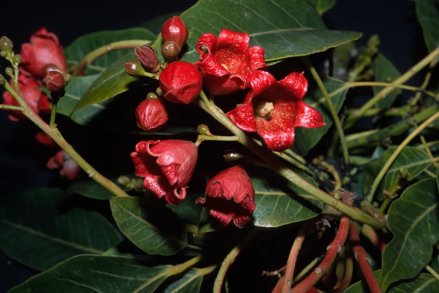 Brachychiton x roseus