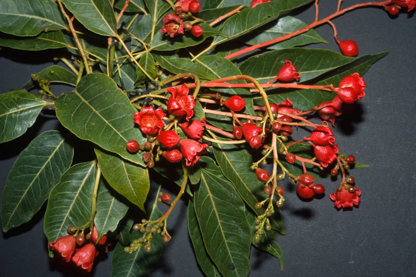 Brachychiton x roseus