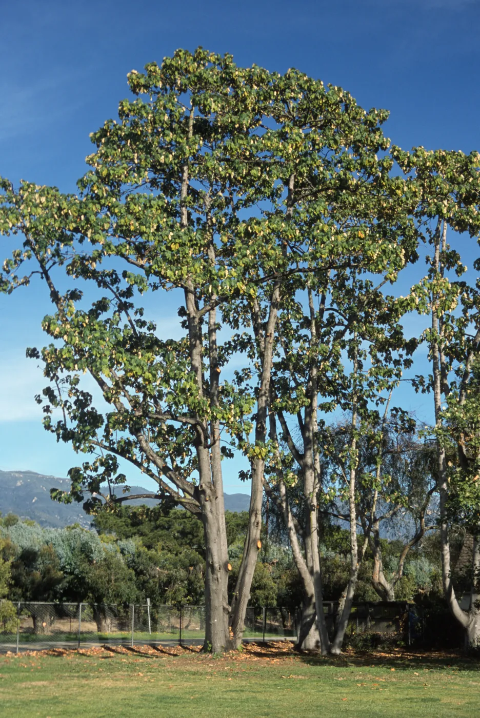 Chiranthodendron pentadactylon